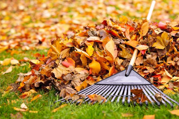 Cost of Leaves Removal in Poway