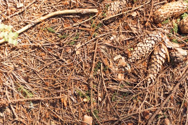 Cost of Pine Needles Removal in Poway