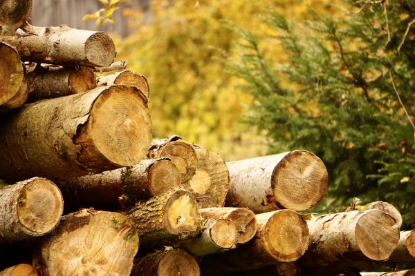 Cost of Wood Pile Removal in Poway