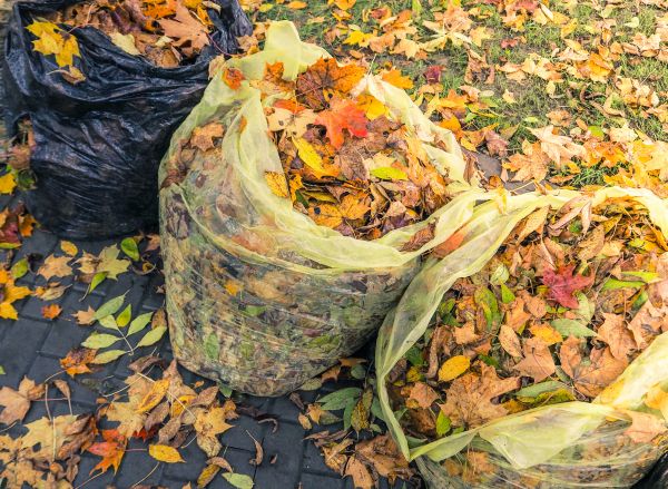 Cost of Yard Cleanup Service in Poway