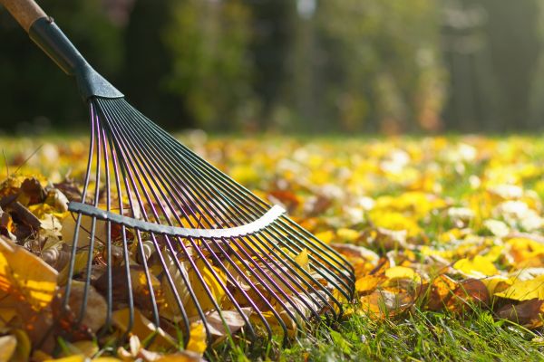 Cost of Leaf Raking Service in Poway