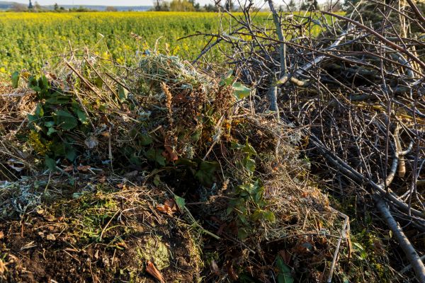 Cost of Brush Disposal in Poway