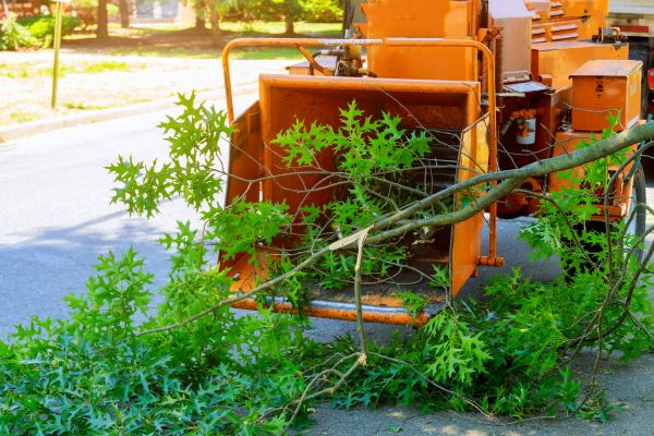 Cost of Tree Branches Removal in Poway